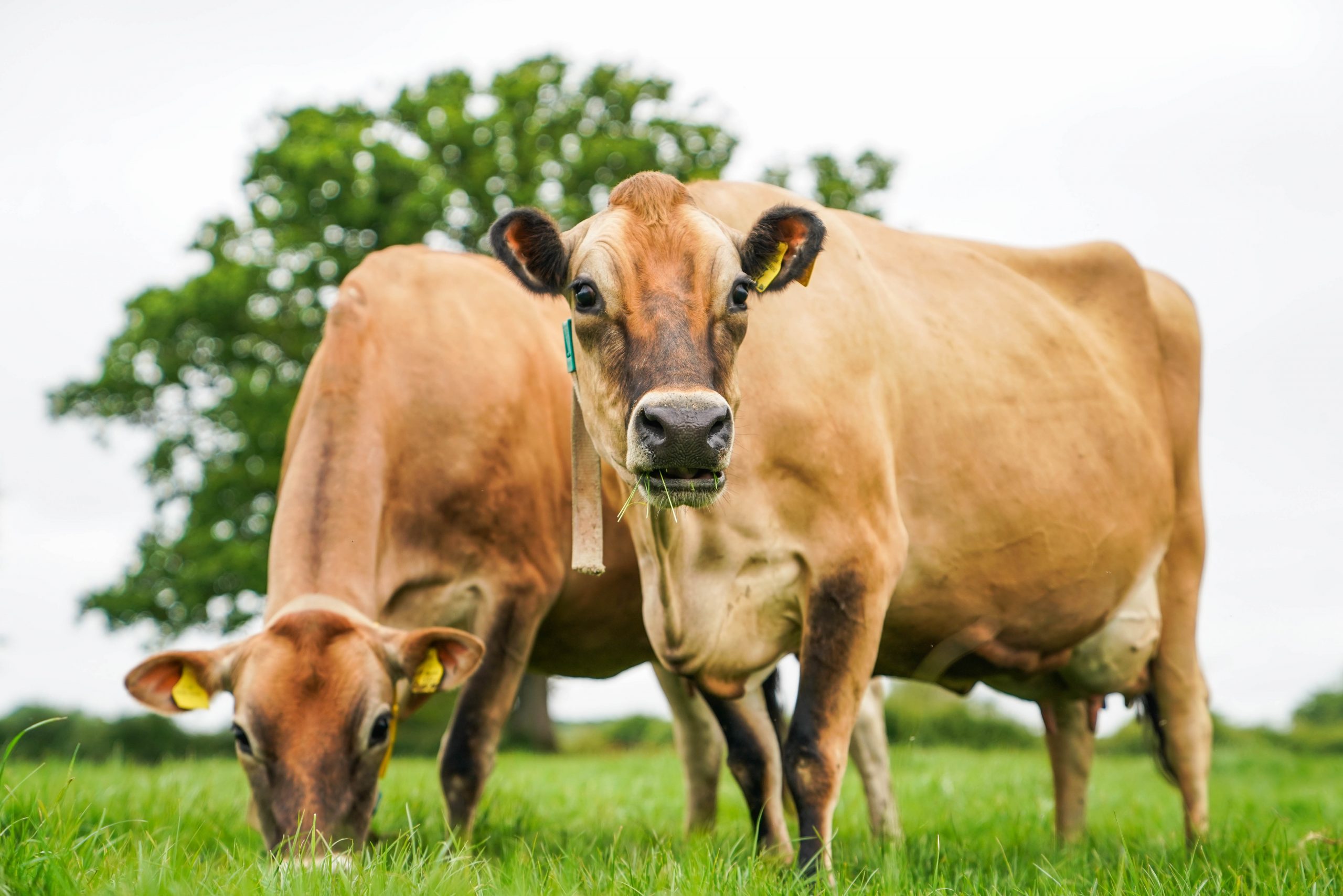 The Jersey Advantage | Jersey Cattle Society of the UK